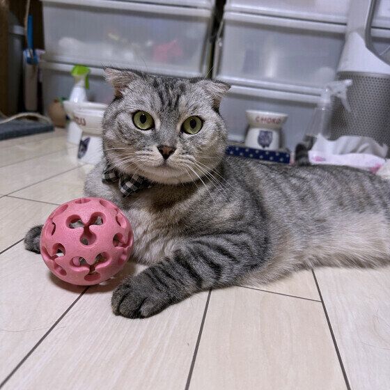 マンチカンのちょこちゃん