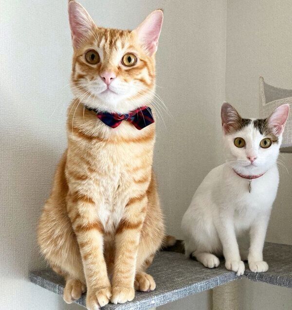 見つめるおかかくんとはらみちゃん