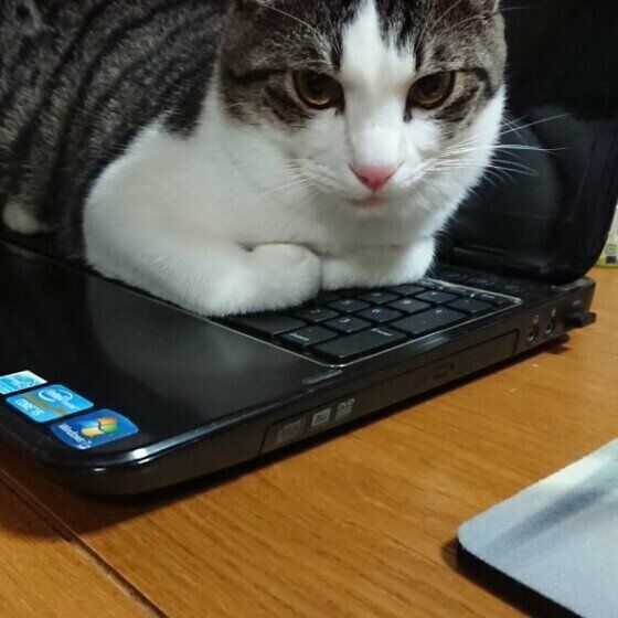 パソコンの上でくつろぐキジトラ猫