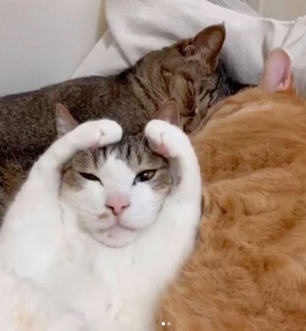 可愛らしいポーズをするマイレくん