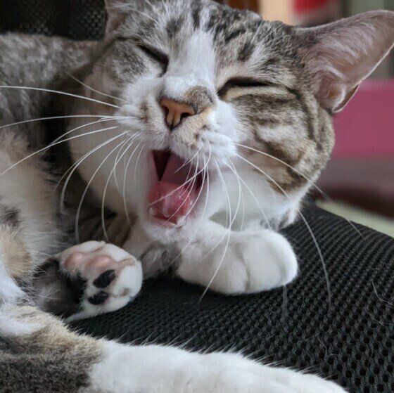 Mix（サバトラ）のリモちゃん♪