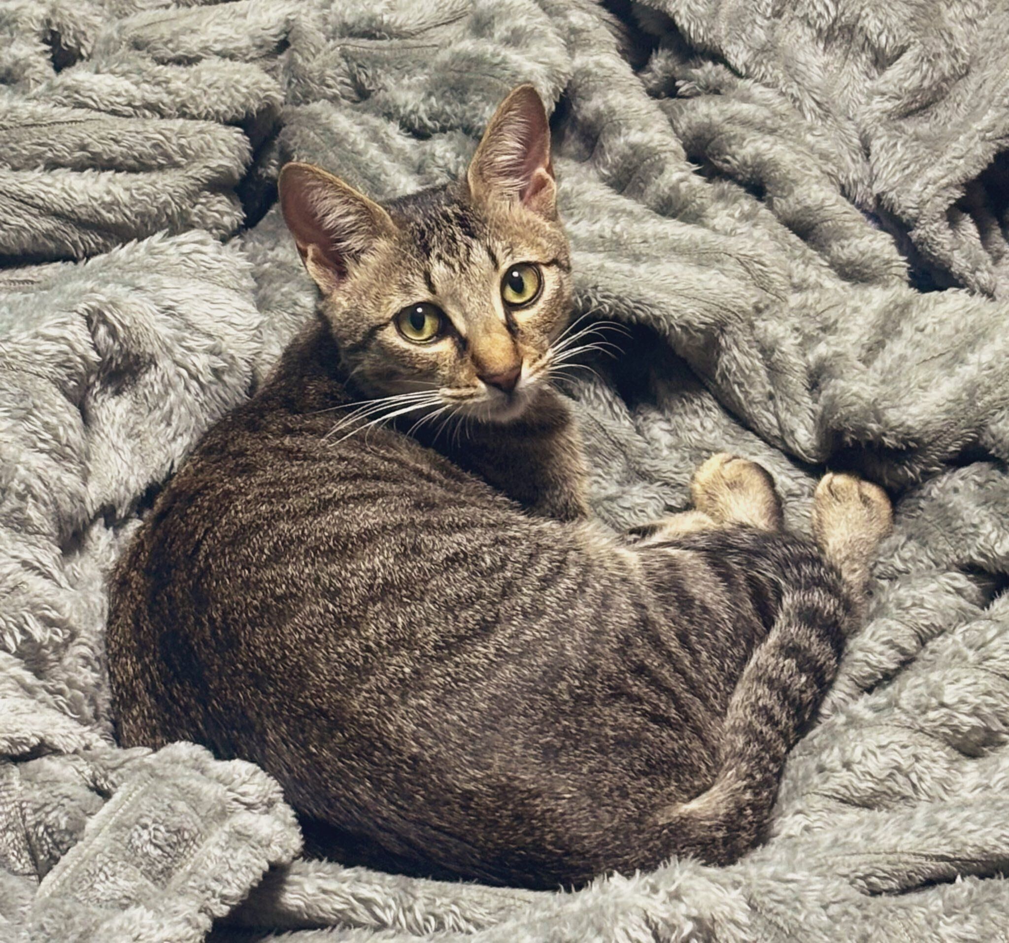 毛布の上で体を丸めている猫