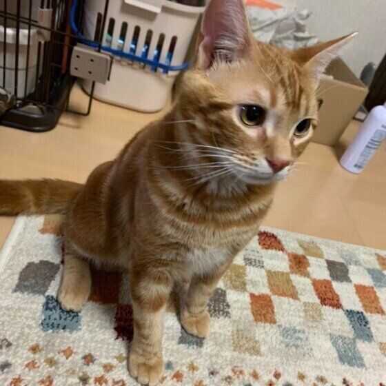 お座りするアメリカンショートヘア