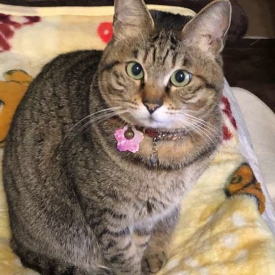 見つめるキジトラ