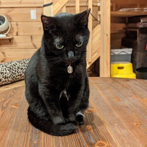 Mix（黒）のるるちゃん♪