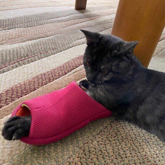 スリッパが好きなサバトラ