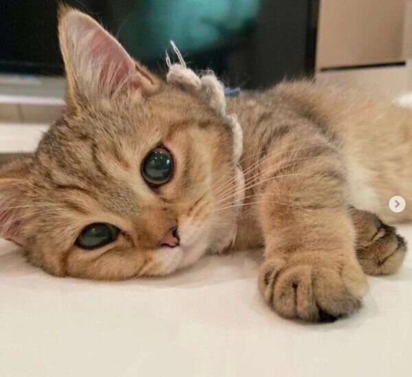 くつろぐにぼしちゃん