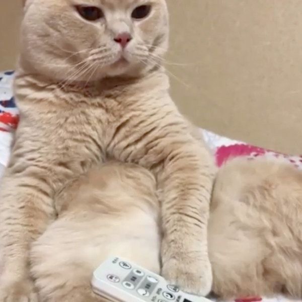 リモコンが気になるブリティッシュショートヘア