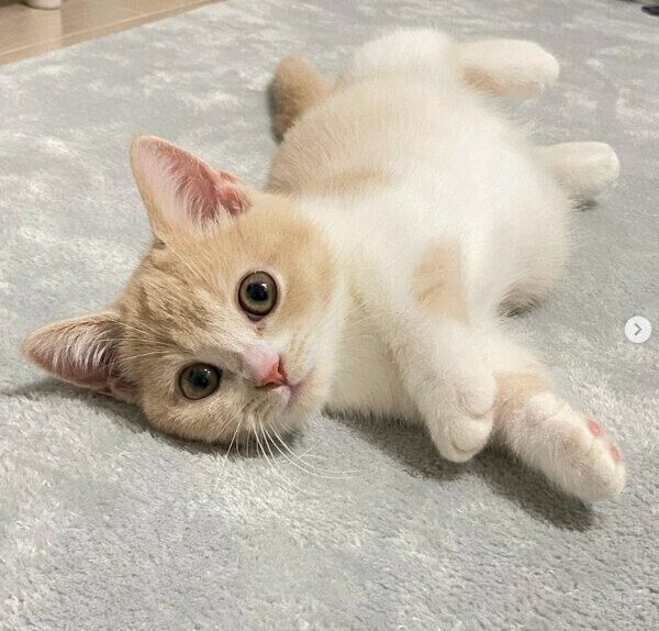 くつろぐみーちゃん