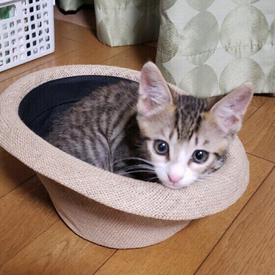 キジトラ猫のレオちゃん