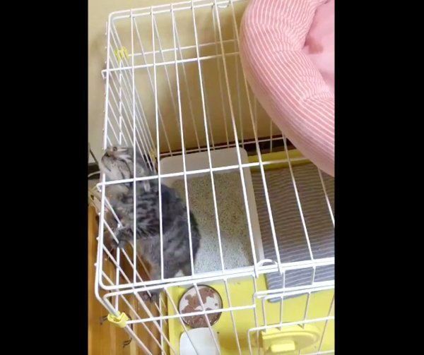 ケージをよじ登るはるおちゃん