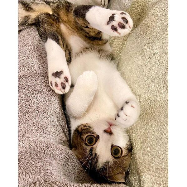 見つめるこたろうくん