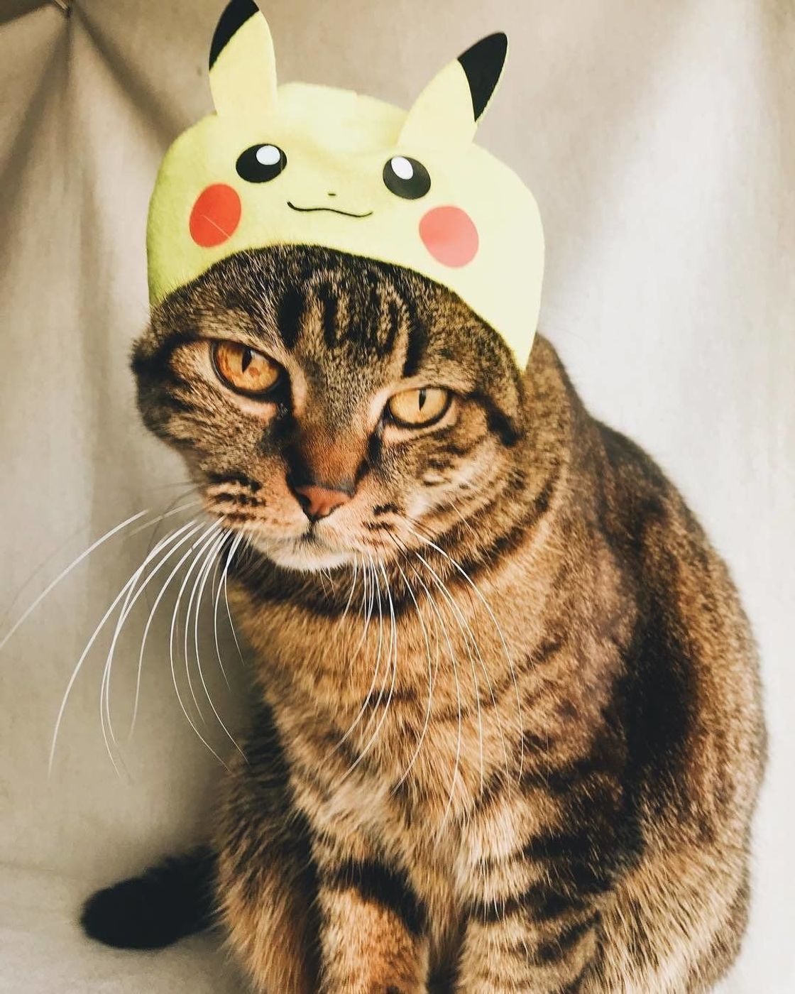 Getだぜ キュートなポケモンに変身した猫ちゃんたち ねこのきもちweb Magazine Getだぜ キュートなポケモンに変身した猫ちゃんたち ねこのきもちweb Magazine
