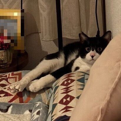 飼い主さんが帰宅して目にした光景。くつろぎながら見つめるイブくんがいた