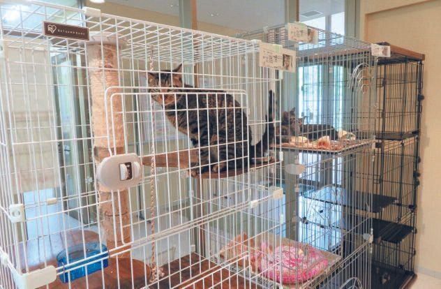 写真提供／さぬき動物愛護センター　しっぽの森