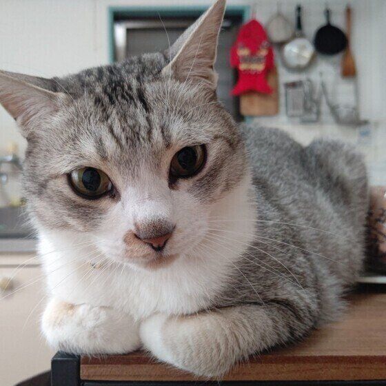 MIX（サバトラ）の麦くん♪