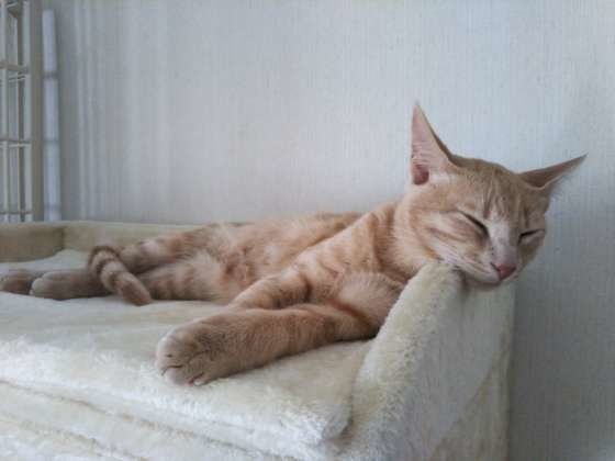 白い猫ベッドにあご乗せるすMIX茶トラ