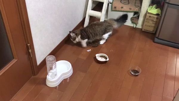床をかく猫