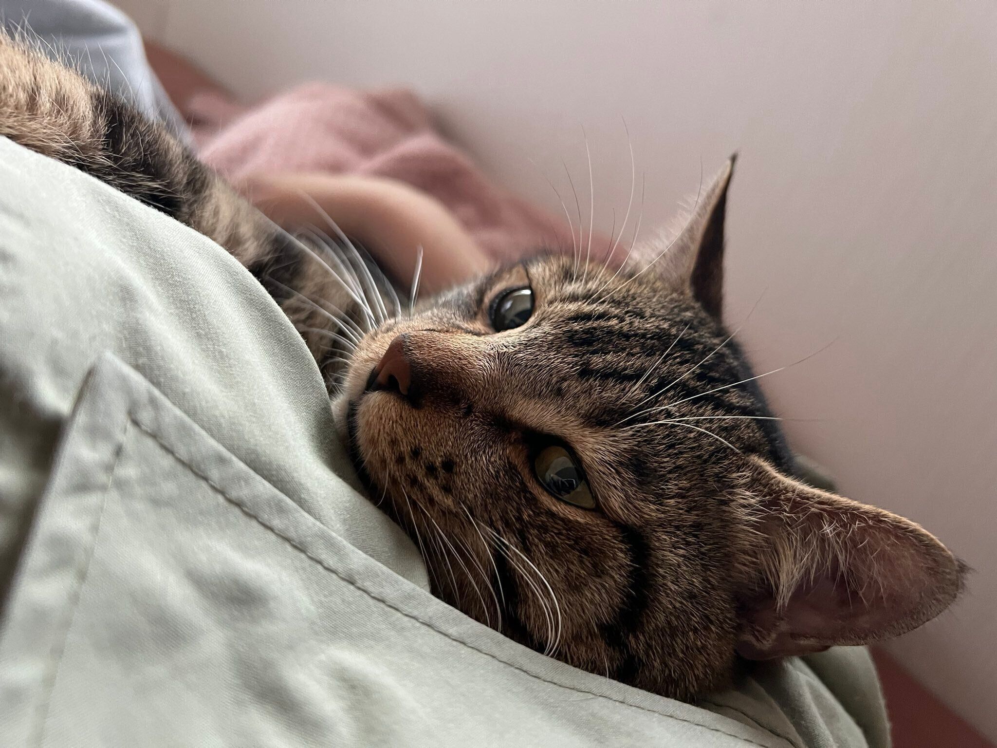 飼い主さんに甘えるテトくん