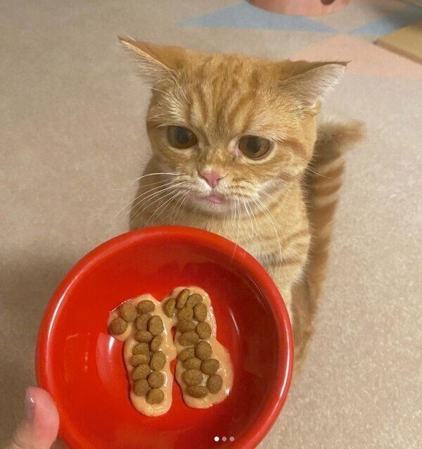 ちゅ〜るプレートをガン見するメリダちゃん