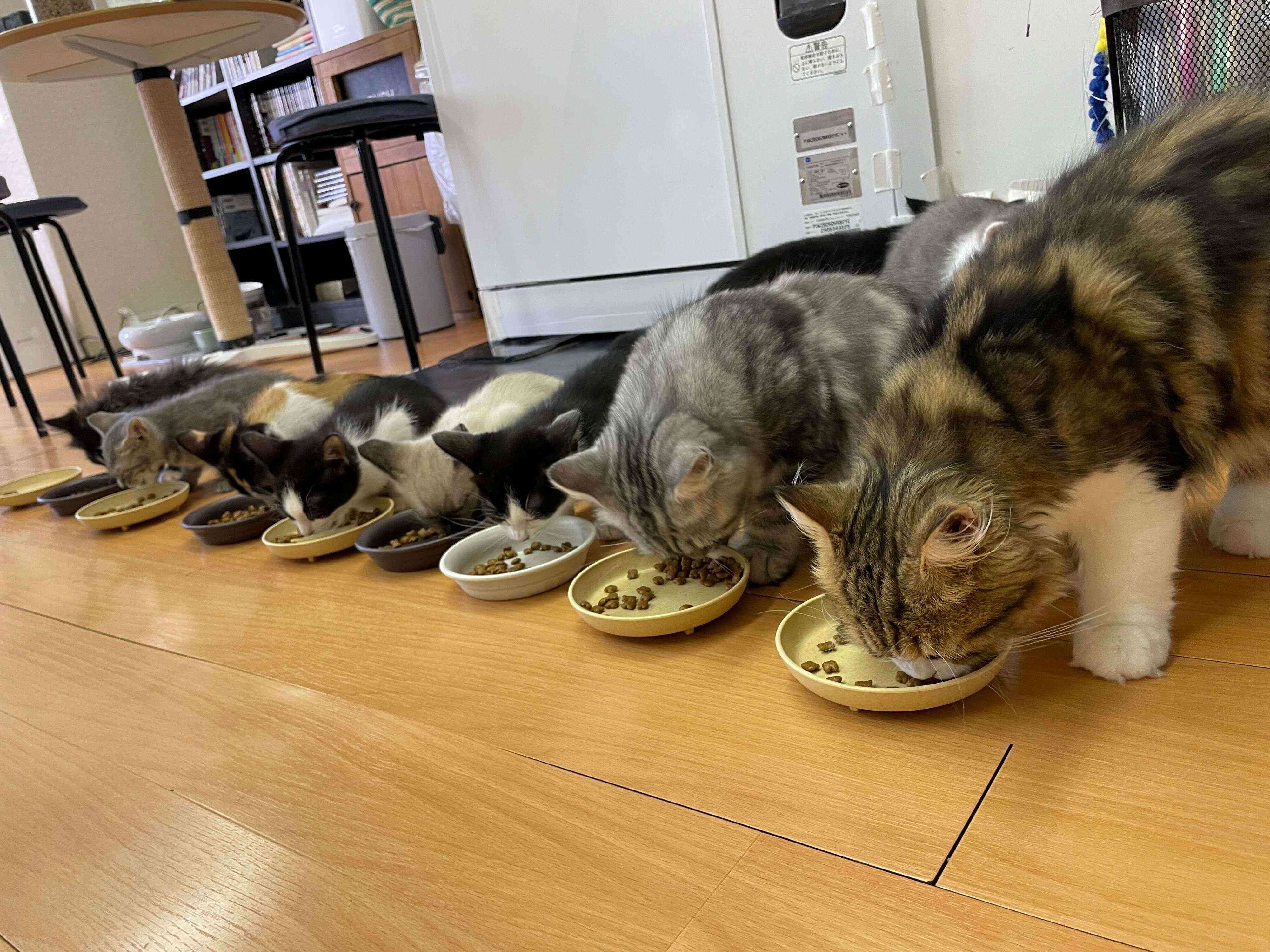 スタッフ猫と子猫たちの癒やしの食事タイム