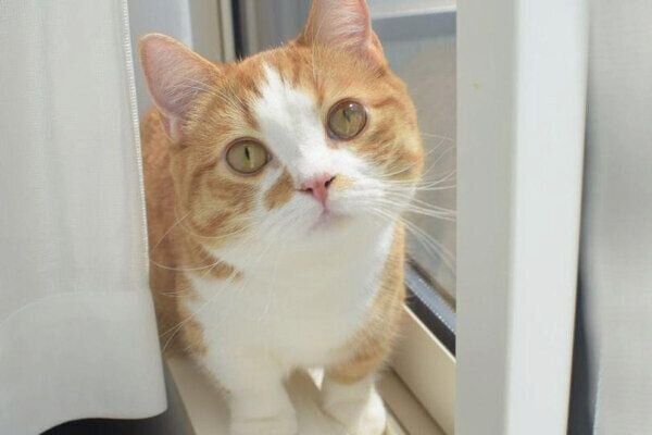 見つめるみくるちゃん