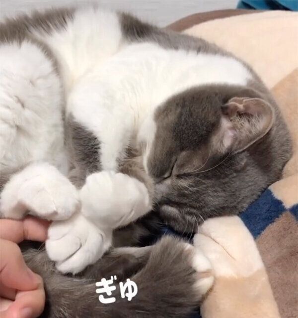 飼い主さんの指をぎゅっと握る、ぎんちゃん