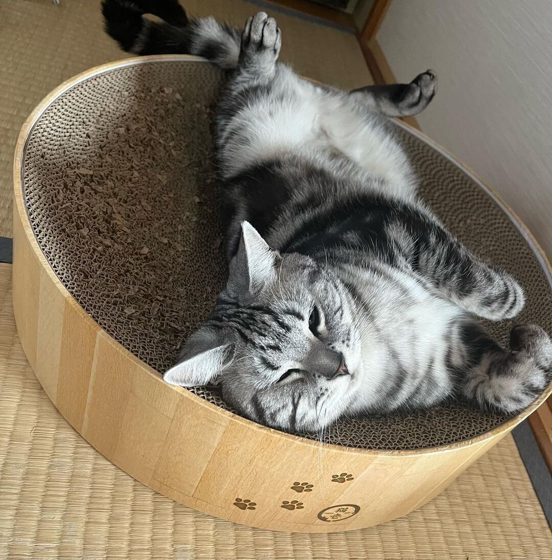 のびのびとしているダイヤちゃん