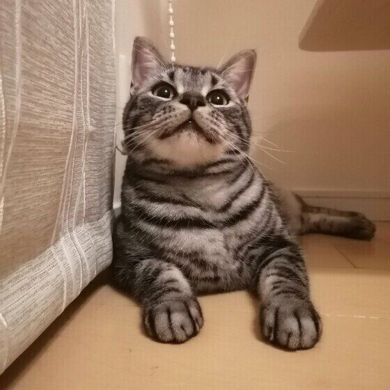 見つめるアメリカンショートヘア