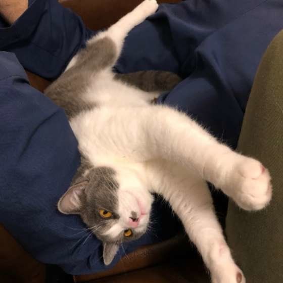 くつろぐブリティッシュショートヘア