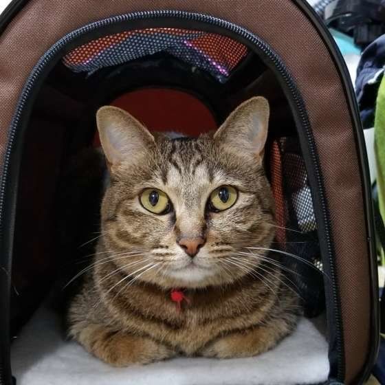 キャリーケースに入る猫