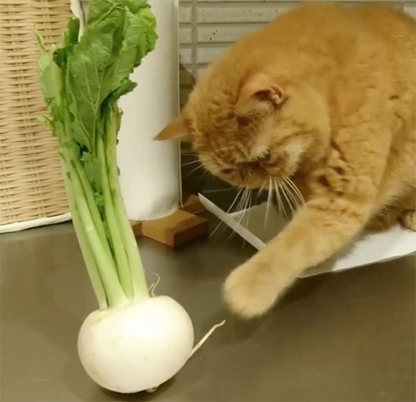 カブを見るエキゾチックショートヘア