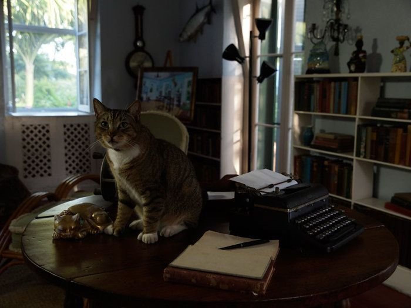 ヘミングウェイの別荘を案内してくれた6本指のネコ 動物写真家 岩合光昭さんがつづる ネコこよみ ねこのきもちweb Magazine ヘミングウェイの別荘を案内してくれた6本指のネコ 動物写真家 岩合光昭さんがつづる ネコこよみ ねこのきもちweb Magazine