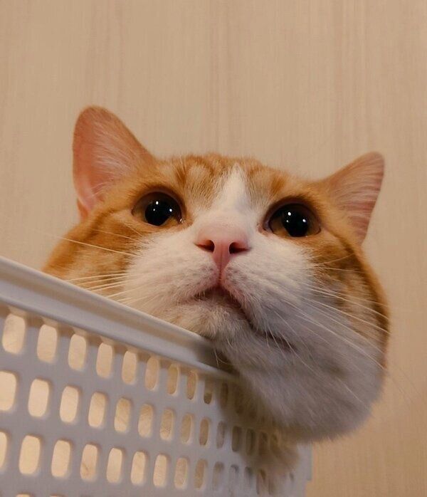 くつろぐおちゃまるくん