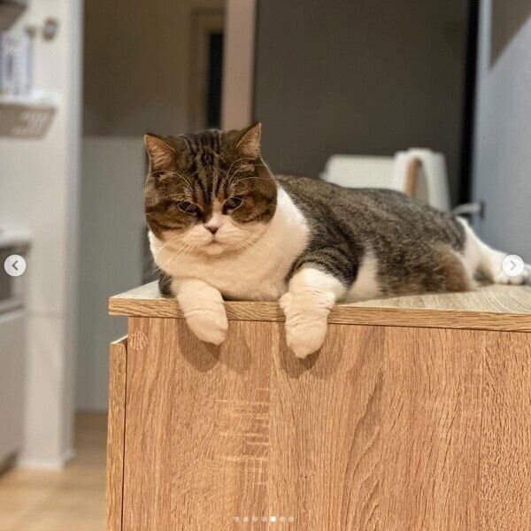 くつろぐまめすけくん