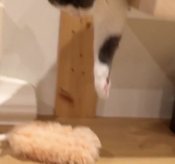 クイックルワイパーを盗む猫