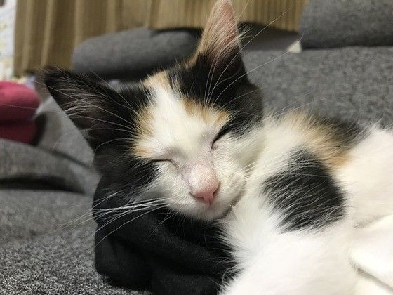 気持ちいニャ〜