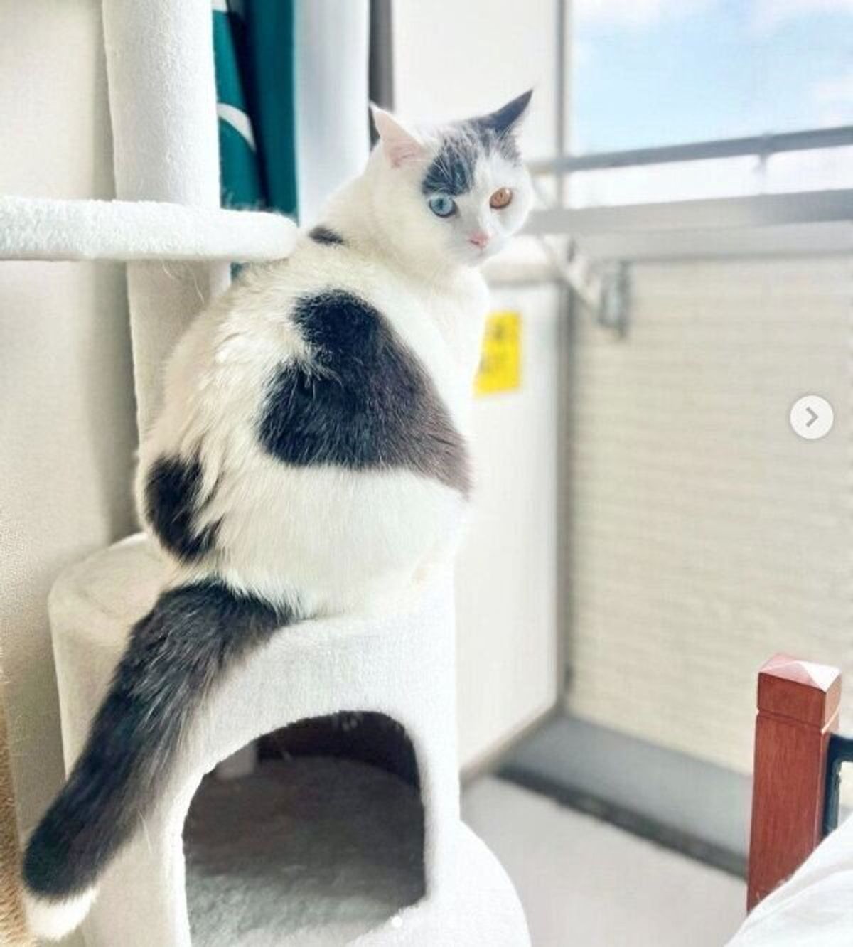 オッドアイが魅力の猫 じつは性格も超イケメン 飼い主を胸キュンさせた 食事の際の行動 が健気すぎる ねこのきもちweb Magazine オッドアイが魅力の猫 じつは性格も超イケメン 飼い主を胸キュンさせた 食事の際の行動 が健気すぎる ねこのきもちweb Magazine