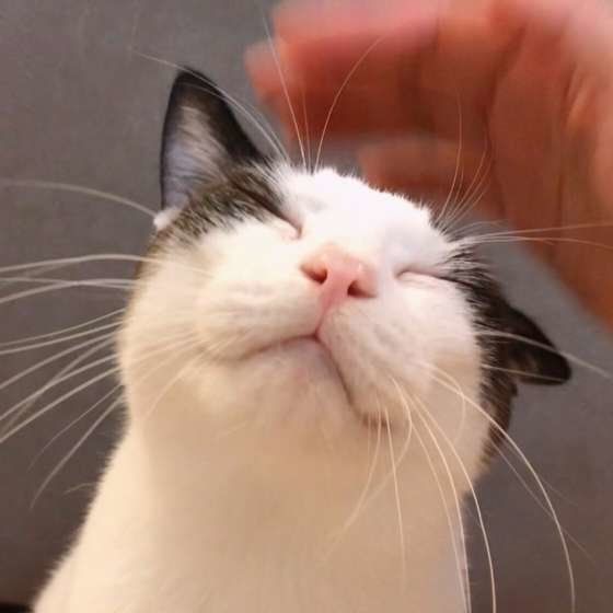 なでてもらって喜ぶ猫