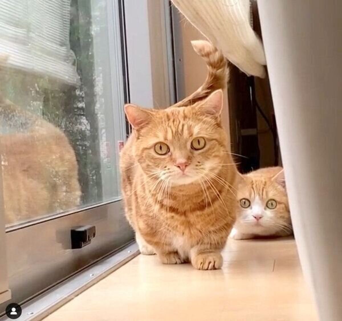 兄猫の たぷたぷしたお腹 を触る妹猫 笑 2匹の超絶可愛いやりとりはずっと見てられる ねこのきもちweb Magazine 兄猫の たぷたぷしたお腹 を触る妹猫 笑 2匹の超絶可愛いやりとりはずっと見てられる ねこのきもちweb Magazine