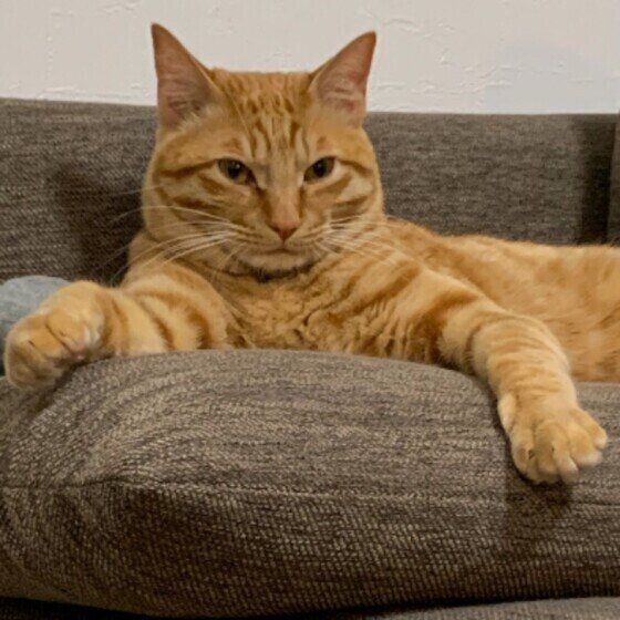 茶トラ猫のうるちゃん