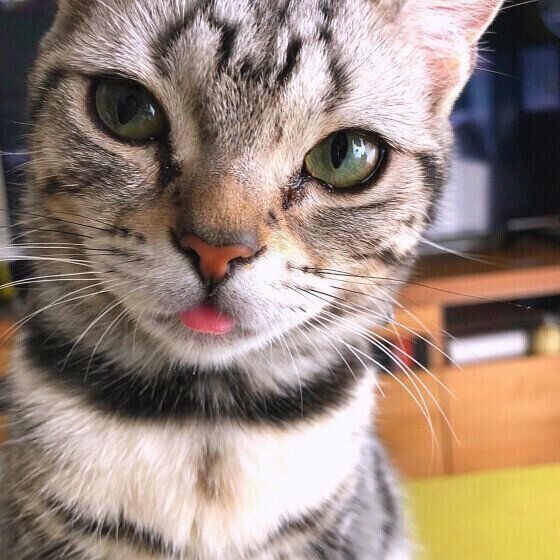 アメリカンショートヘアのニコちゃん