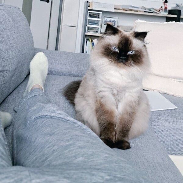 鋭い視線を向けるハルくん。