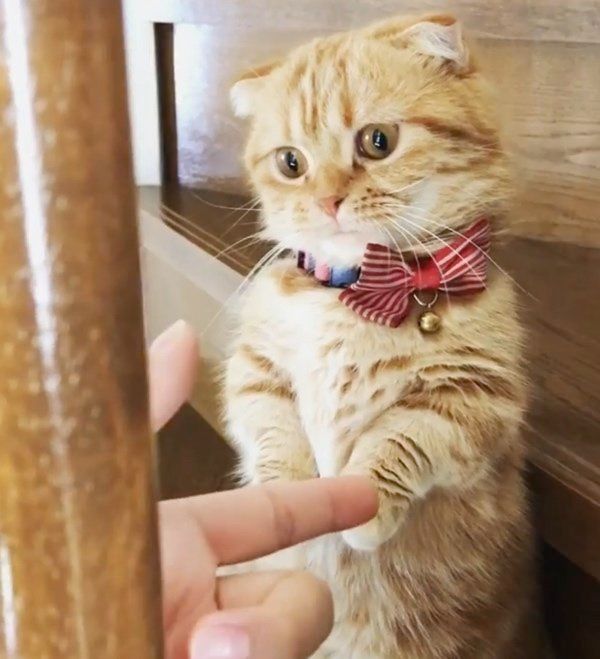 マンチカンの紅丸ちゃん