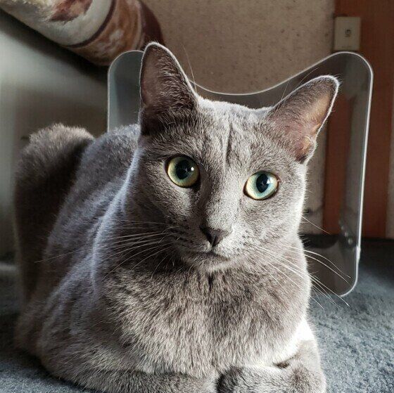 香箱座りのロシアンブルー