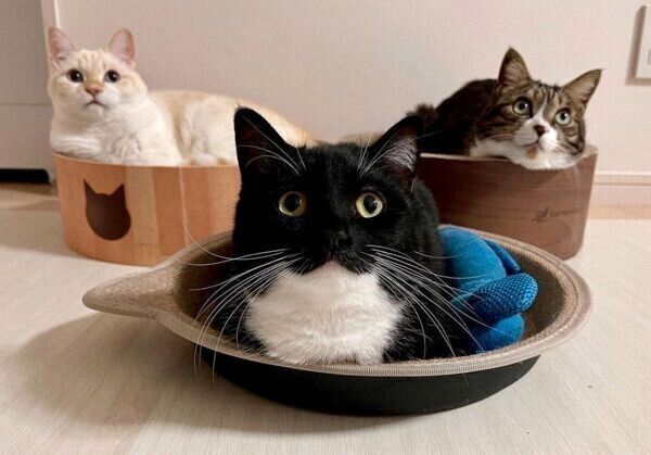 まったりする猫たち
