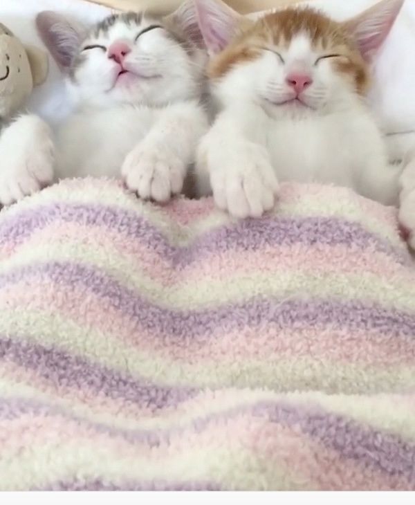 ベッドの上で眠る猫