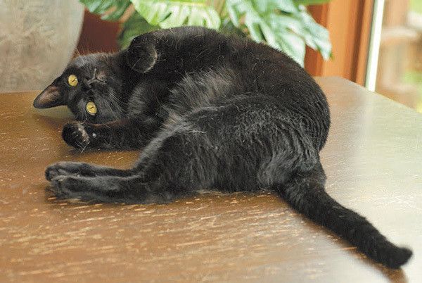 猫のくねくねポーズ