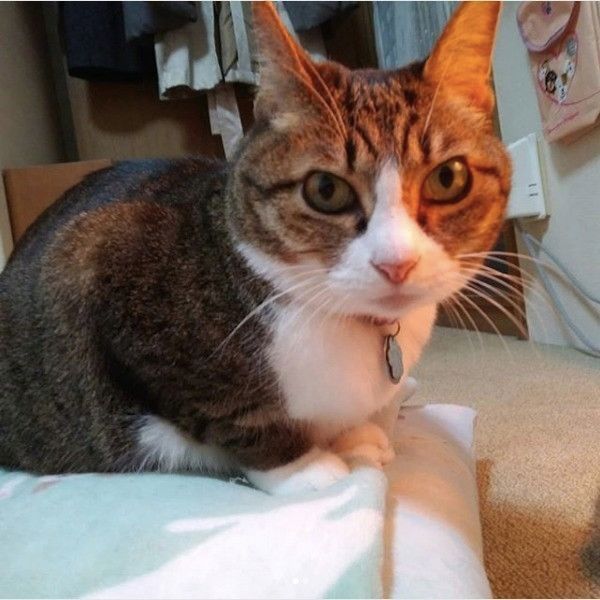 ハマるニャンコ