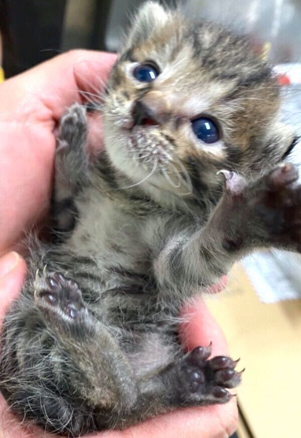 手のひらサイズのおこめくん